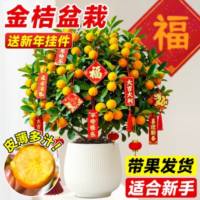 金桔树树苗盆栽可食用带果发货