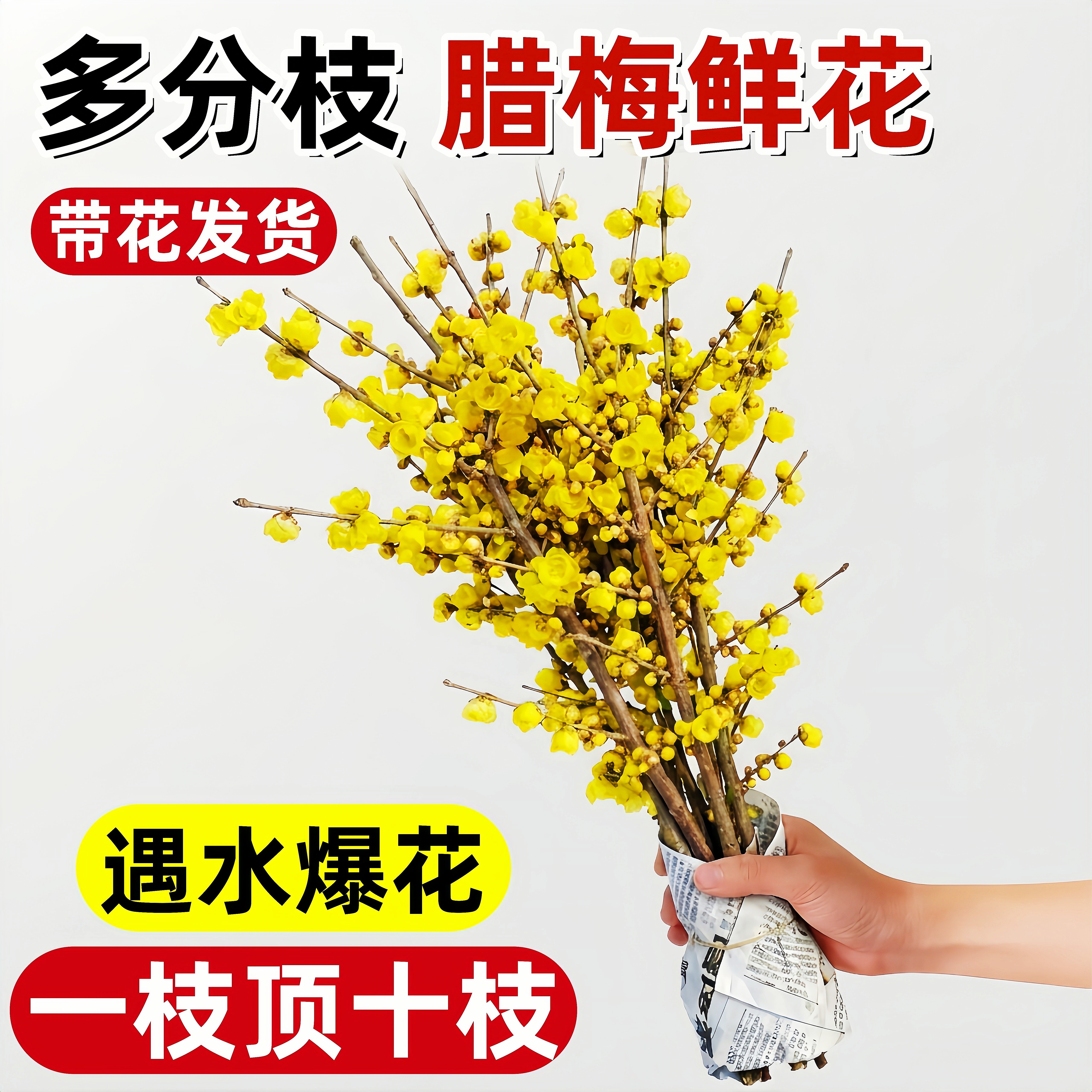 腊梅鲜花水培植物家用插花鲜切花客厅花卉基地直发花束干枝花绿植