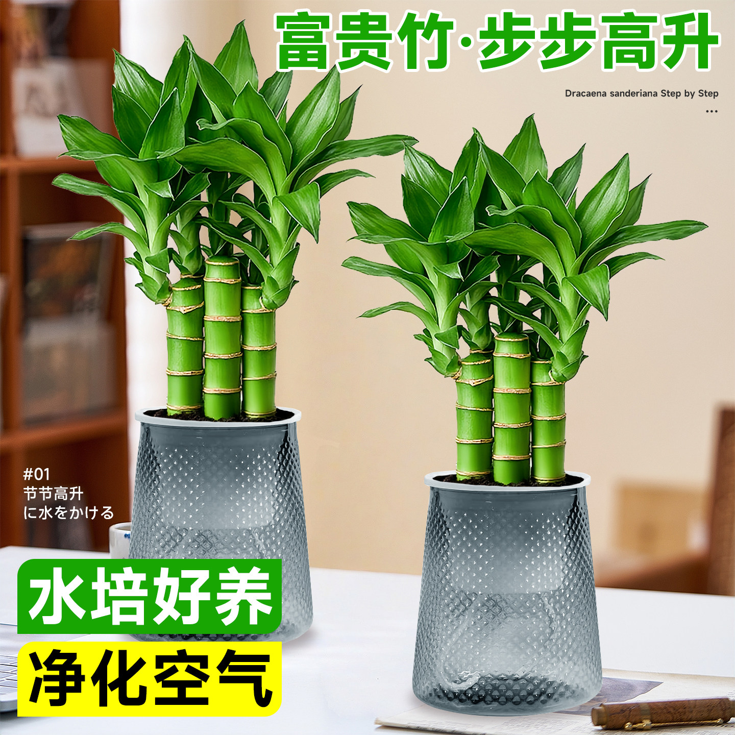 富贵竹绿植办公室桌面盆栽室内招财小盆栽四季节节高发财树文昌竹,鲜花速递/花卉仿真/绿植园艺,绿植,淘宝优惠券,粉丝福利购,淘宝优惠卷