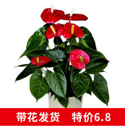 网友分享在meiguo.com的图片