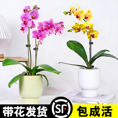 蝴蝶兰花苗带苞盆栽客厅室