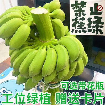 整串水培香蕉花禁止蕉绿观赏绿植