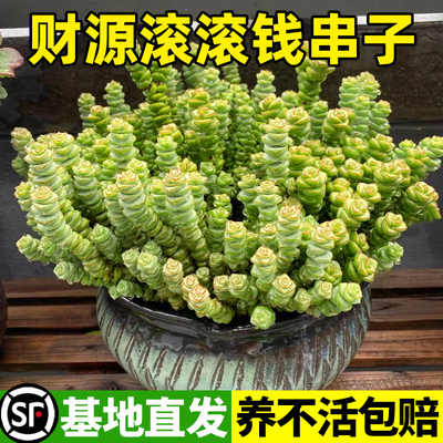 新疆包邮招财多肉植物彩色钱串子大盆栽高端多头罕见肉肉室内花卉