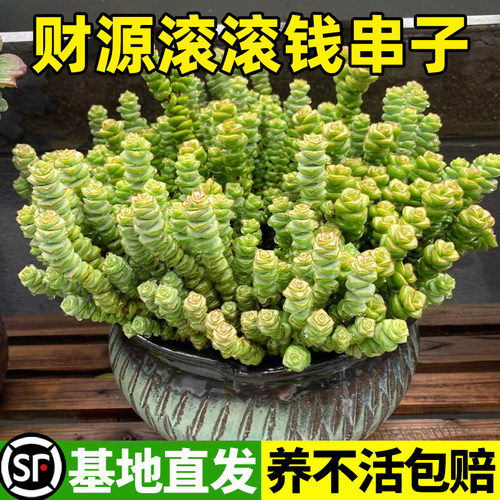 【人财两旺】钱串多肉招财盆栽