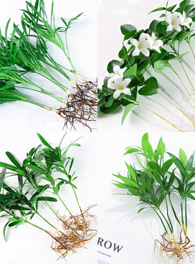 九里香盆栽花卉袖珍椰子小竹柏桌面水培植物吉利红办公桌创意绿植