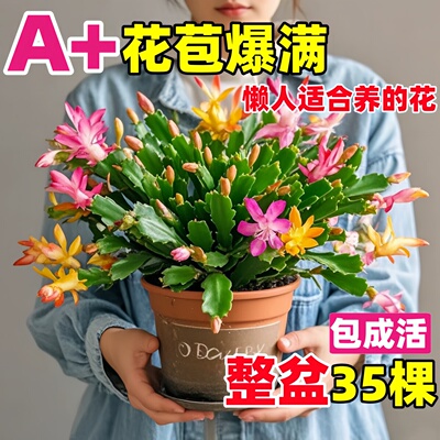 爆根爆花蟹爪兰盆栽带花苞发货