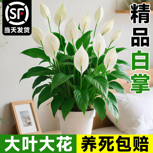 带花发货白掌大花盆栽