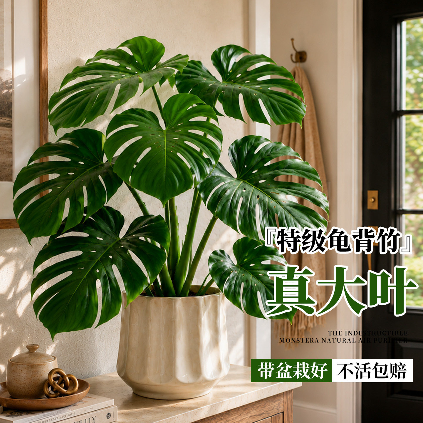 龟背竹桌面绿植盆栽室内老桩大叶图片