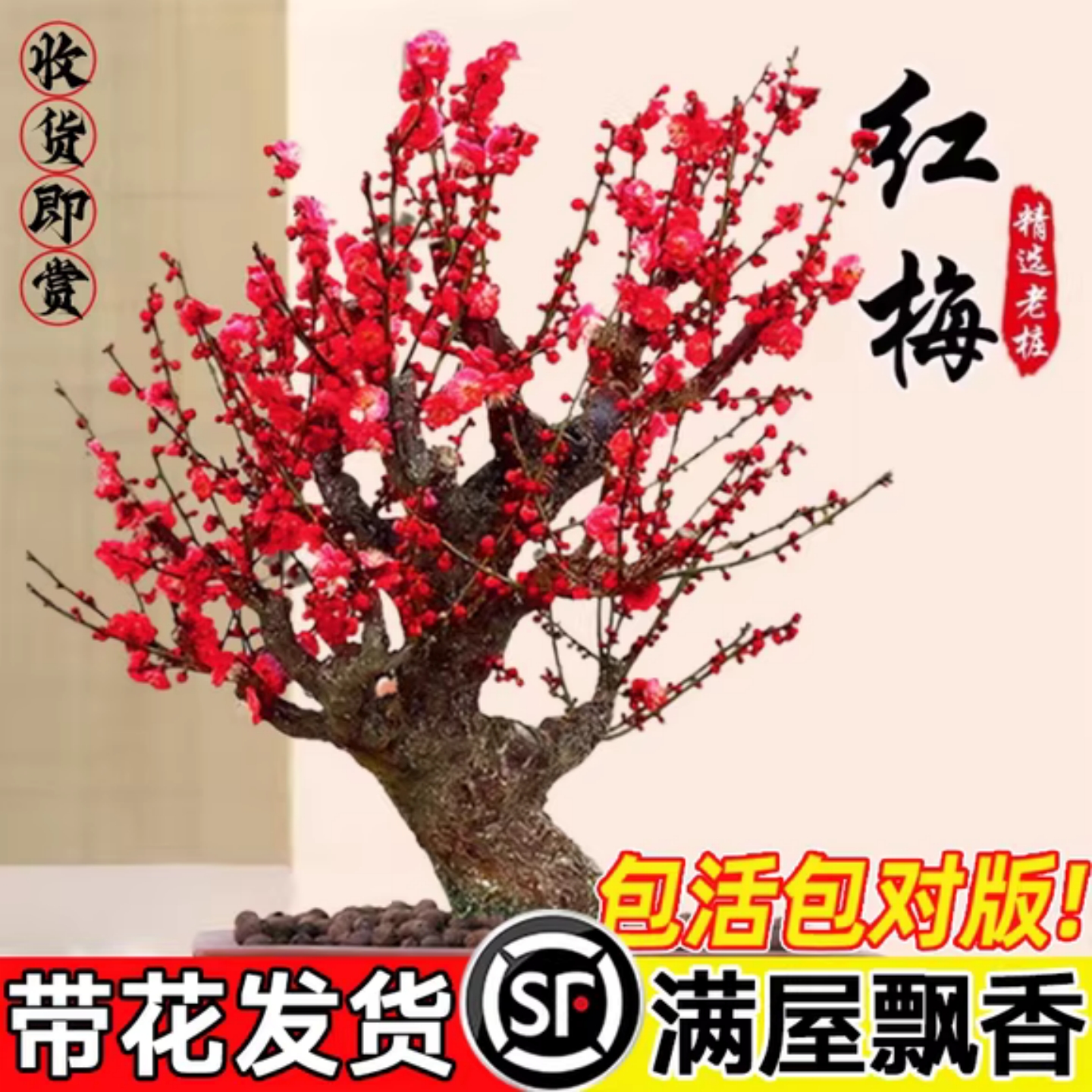 红梅盆栽树苗老桩盆景室内外耐寒