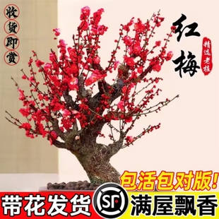 梅花盆栽红梅树苗地栽庭院植物阳台浓香花卉耐寒四季老桩盆景腊梅