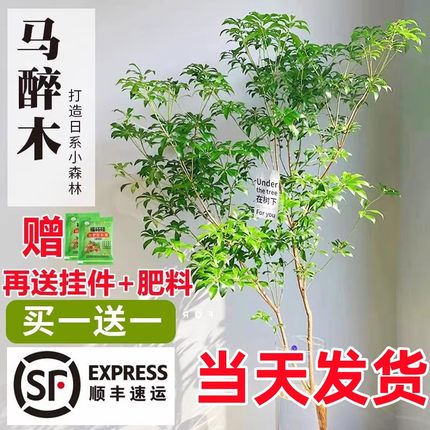 马醉木水培植物鲜切枝条日本吊钟进口绿植盆栽室内客厅鲜花瓶平替