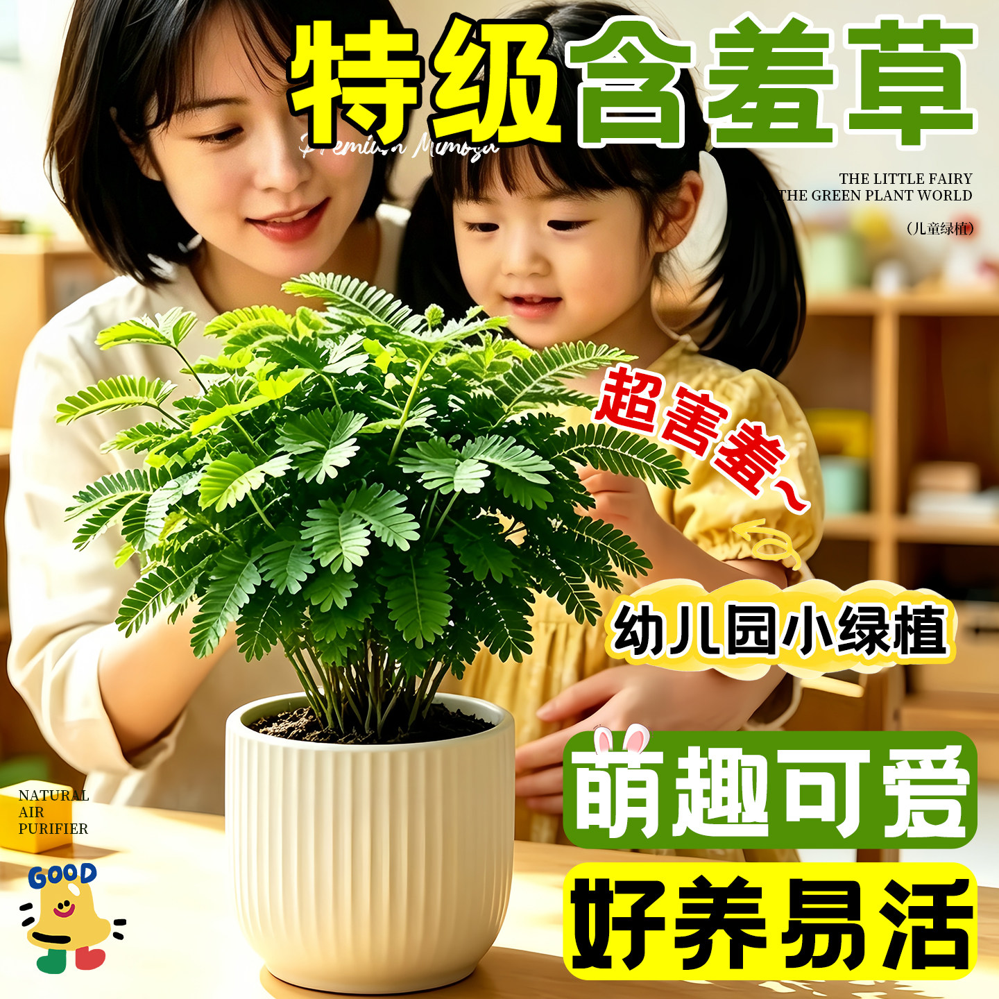 【养死包赔！】含羞草盆栽幼儿园图片