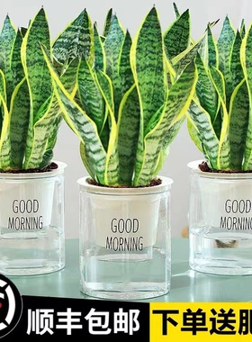 金边虎皮兰盆栽多肉易活水培植物绿植办公室内花卉大全客厅虎尾兰