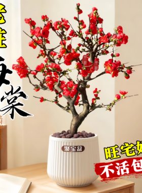 热销榜！四季海棠花树苗盆栽