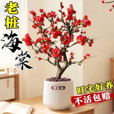 热销榜！四季海棠花树苗盆栽