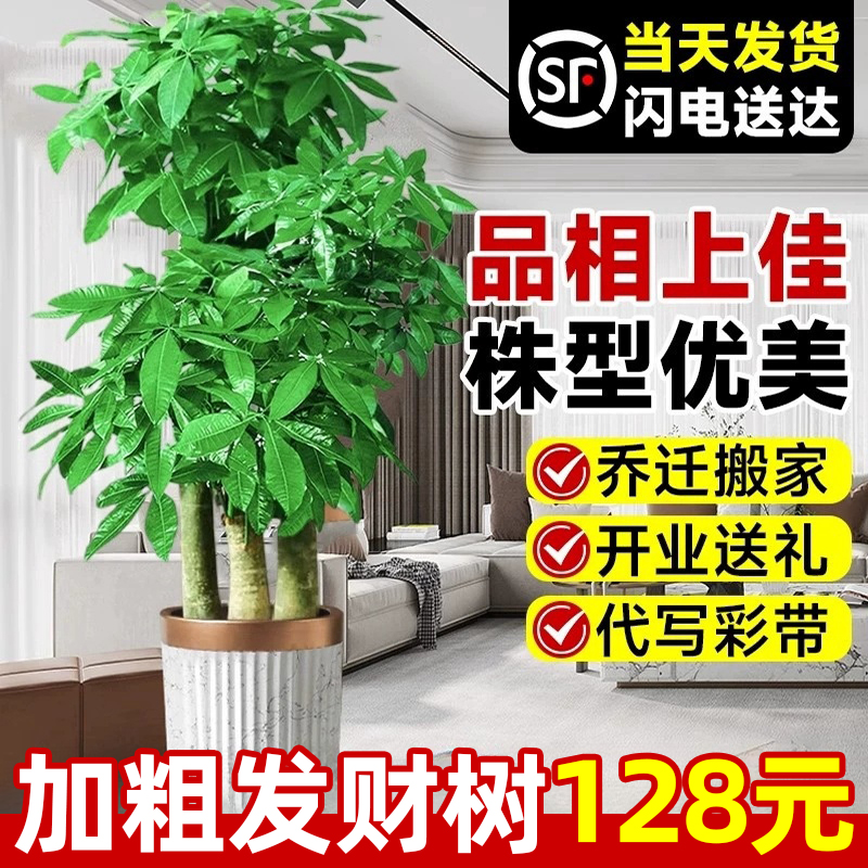 步高发财树大棵盆栽室内绿