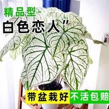 彩叶芋盆栽水培植物适合懒人养的花卉客厅室内旺宅绿植种球除甲醛