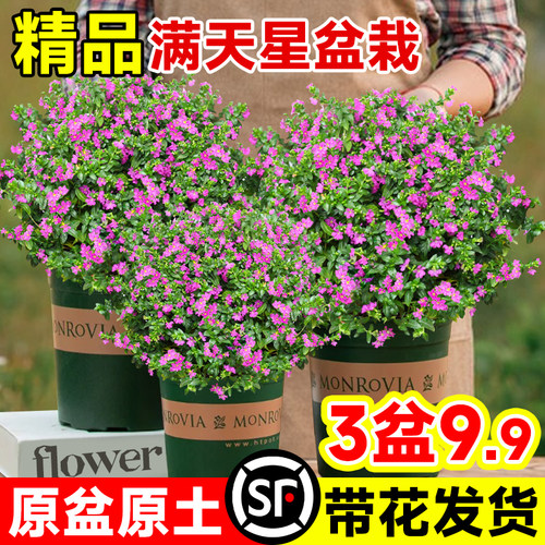 【爆花发货】满天星盆栽