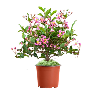 台湾李氏樱桃盆景小盆栽带花结果可食果树室内花卉绿植物四季好养