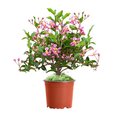 【带花发货】李氏樱桃小盆景四季