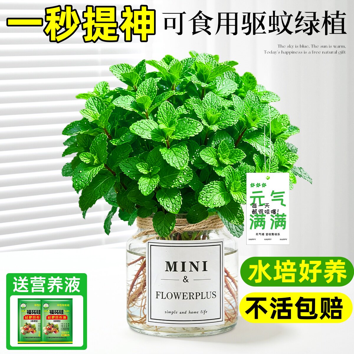 水培薄荷盆栽可食用驱蚊植物室内防困神器好养活办公室桌面小绿植