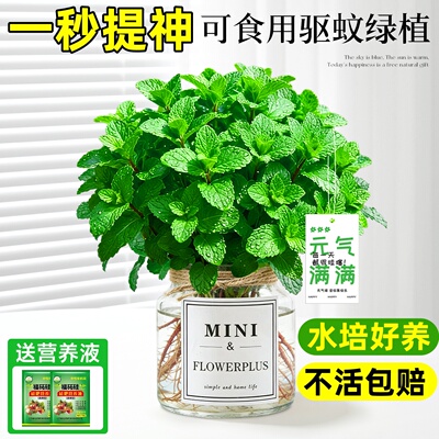 【包成活！】水培薄荷盆栽可食用