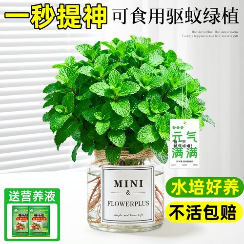 【包成活！】水培薄荷盆栽可食用