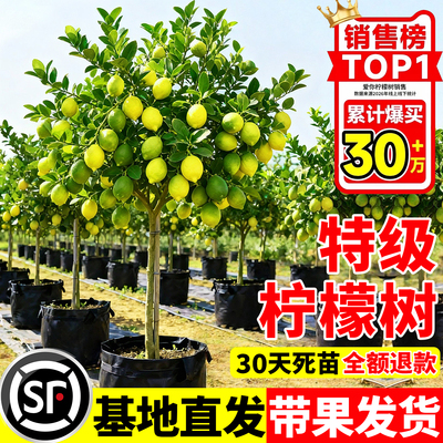 【送货上门】柠檬树盆栽带果发货