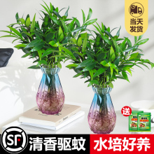 水培驱蚊竹柏夏季室内防蚊草植物水养绿植花卉小盆栽四季好养易活