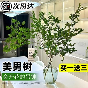 美男树水培植物鲜切枝条进口马醉木吊钟水养室内好养花卉绿植盆栽