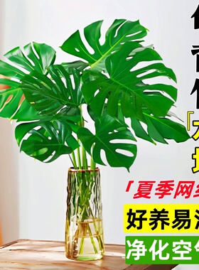 龟背竹水培植物室内好养绿植老桩客厅大叶盆栽除甲醛富贵竹天堂鸟