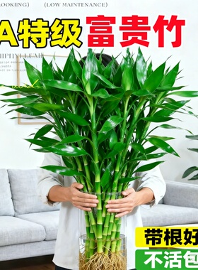 富贵竹水培植物客厅招财花卉绿植室内盆栽观音竹带根转运竹发财竹