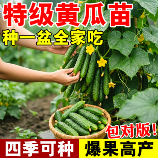 老品种黄瓜苗秧带土玉女高产蔬菜苗大全山东寿光种子阳台盆栽种植
