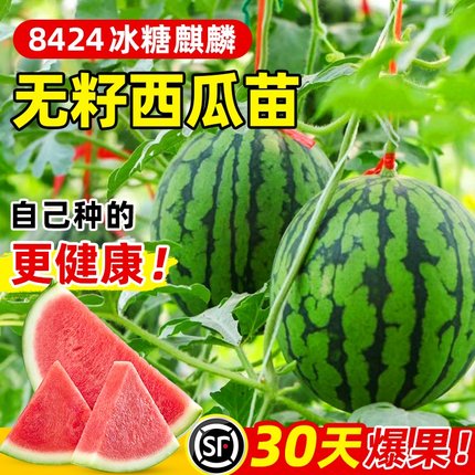 8424西瓜苗秧盆栽麒麟大西瓜种籽南方嫁接无籽西瓜水果蔬菜苗秧苗