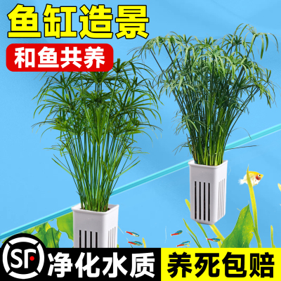 鱼缸专用水竹水培植物和鱼共养净化水质水草乌龟缸造景绿植旱伞草