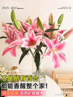 香水百合花鲜花云南基地直发家用鲜切插花束重瓣红多头顺丰次日达