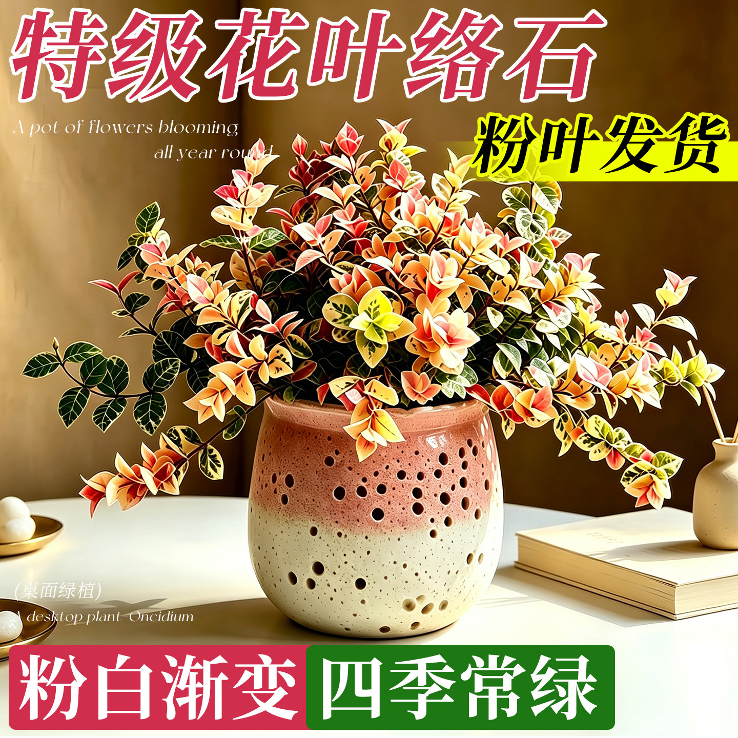 【全网热销】花叶络石盆栽办公室
