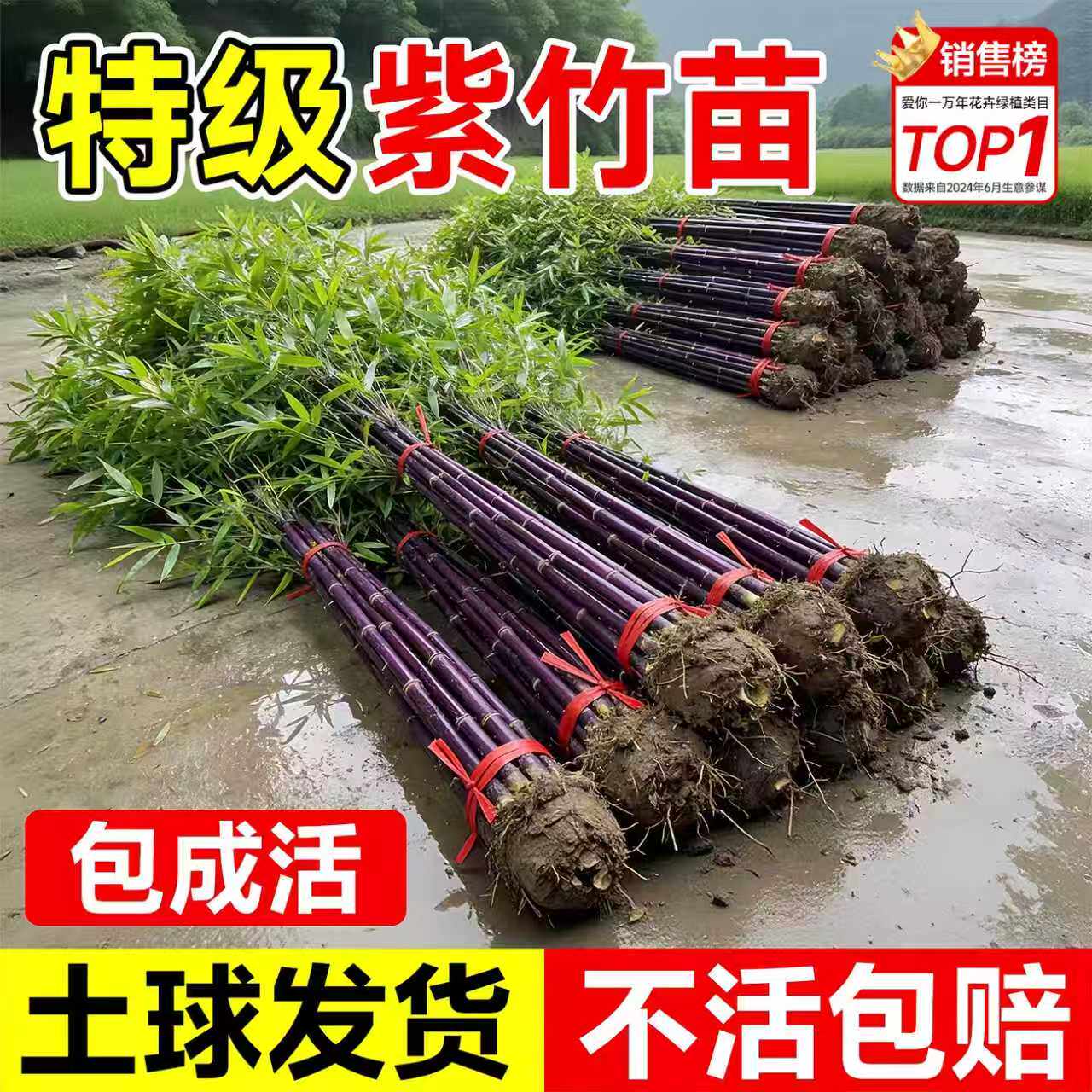 紫竹苗矮化竹子苗观赏绿植紫竹老根紫气东来竹庭院室外耐寒热盆栽