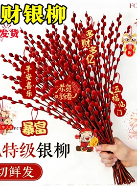 红色银柳真花鲜枝干花摆件室内客厅鲜花新年宵花卉绿植物过年春节