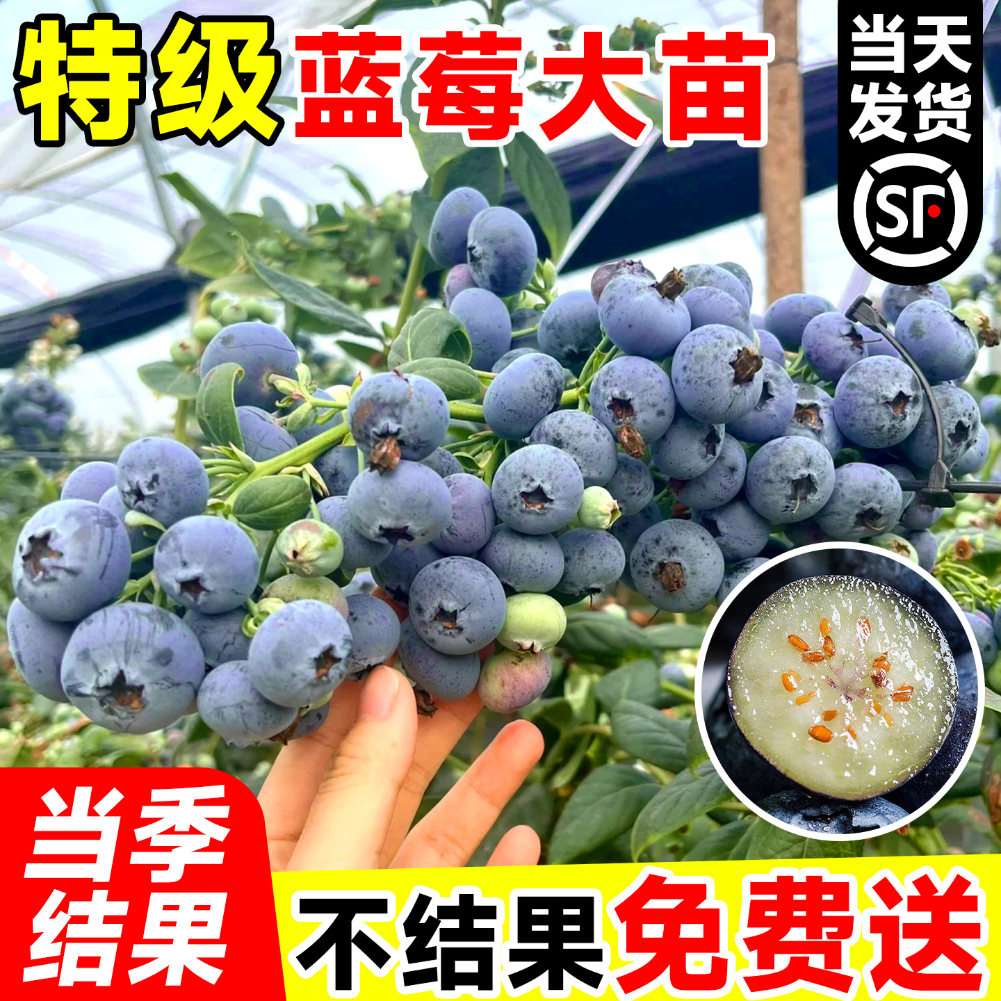 蓝莓树果苗盆栽带大果四季结果