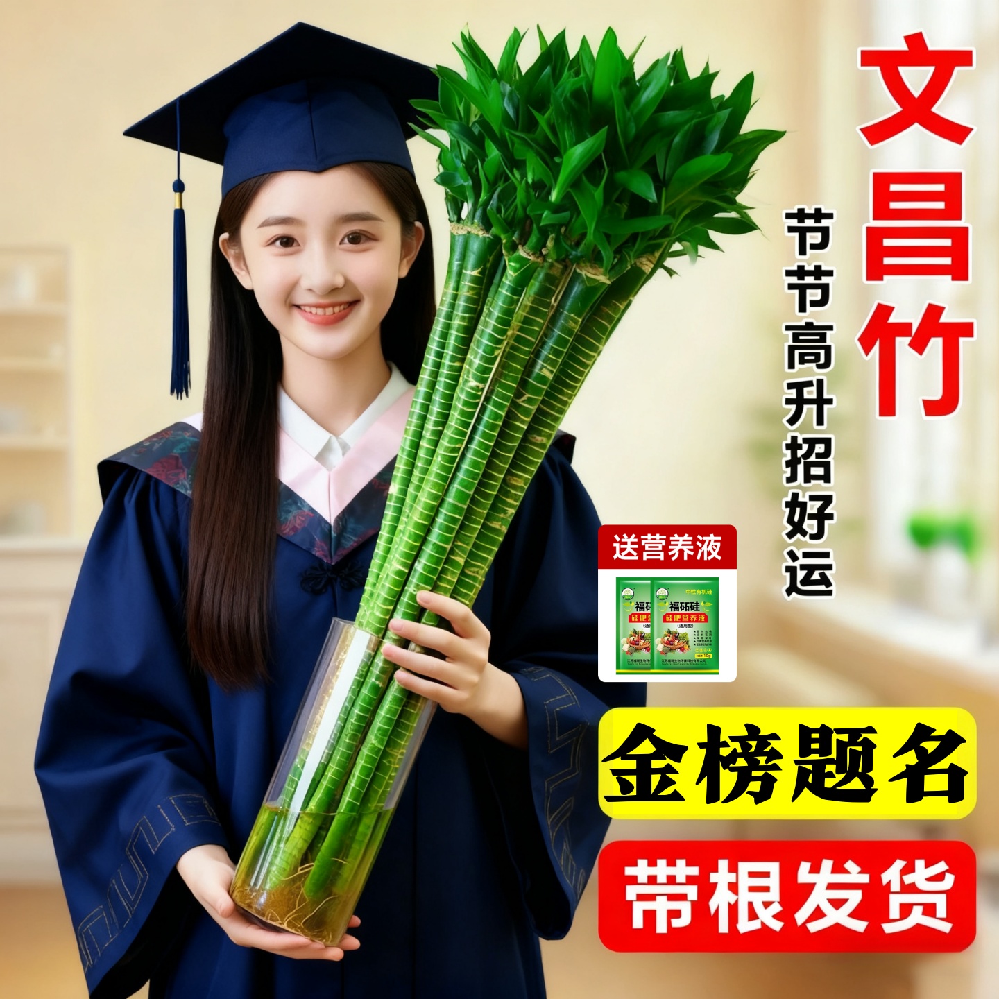 【正品】带根文昌竹转运富贵竹