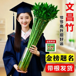 带根文昌竹4支金榜题名龙竹转运富贵竹植物水培养桌面小盆栽绿植