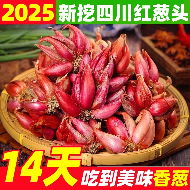 【发芽率100%】红葱头种