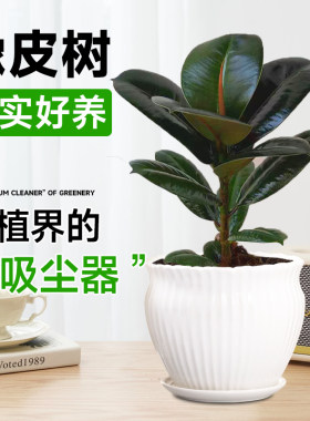 橡皮树黑金刚盆栽植物室内吸甲醛