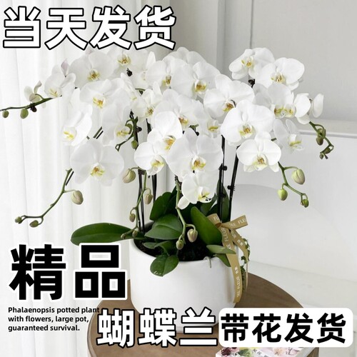 带花大颗蝴蝶兰盆栽多色四季开花