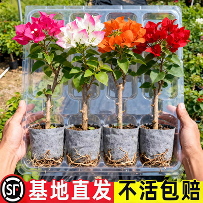 包成活重瓣三角梅盆栽四季开花卉