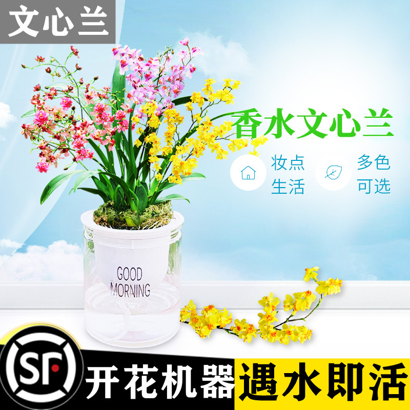 速发梦香兰心兰盆栽带花花石斛文水培植物蝴蝶兰易活四季苞卉大全