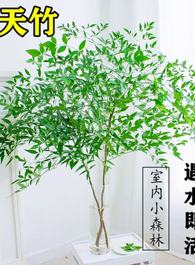 9.9元包活南天竹水培养绿植盆栽