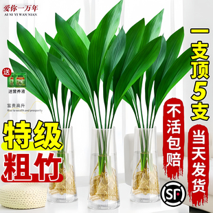 富贵竹水培植物客厅招财花卉绿植室内盆栽一叶兰观音竹带根发财竹