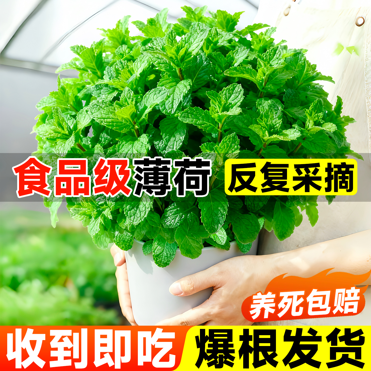 薄荷盆栽植物室内水培绿迷
